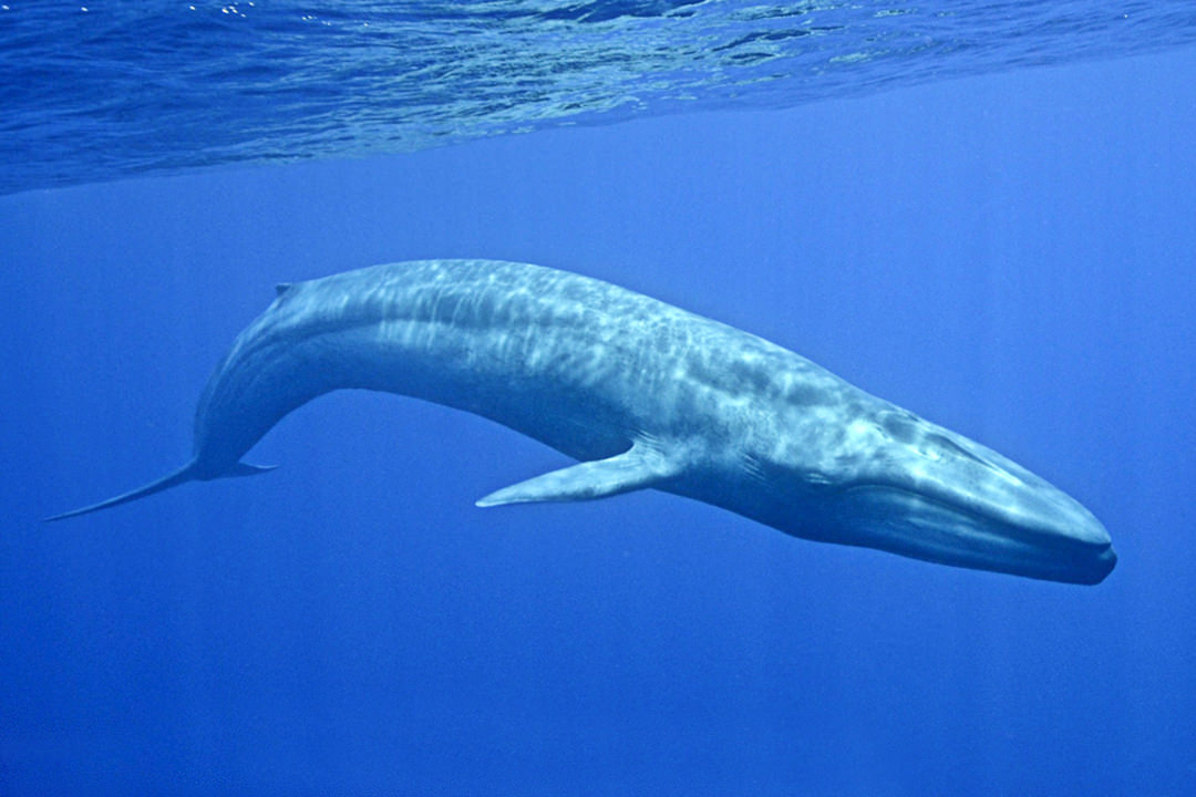 paus biru di perairan srilanka. Foto : biganimals.com