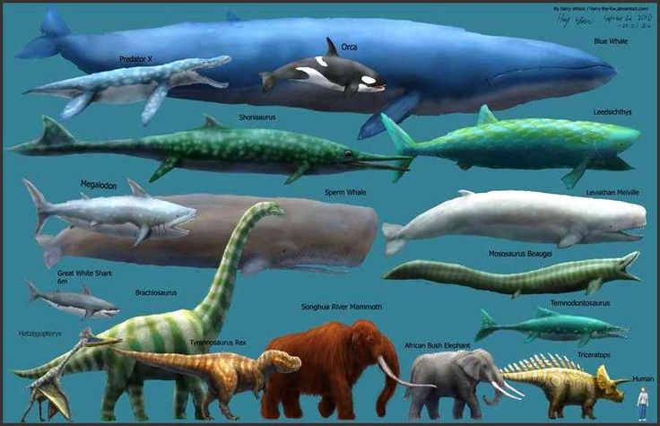 Perbandingan besar tubuh paus biru dengan hewan lain. Sumber : pinimg.com