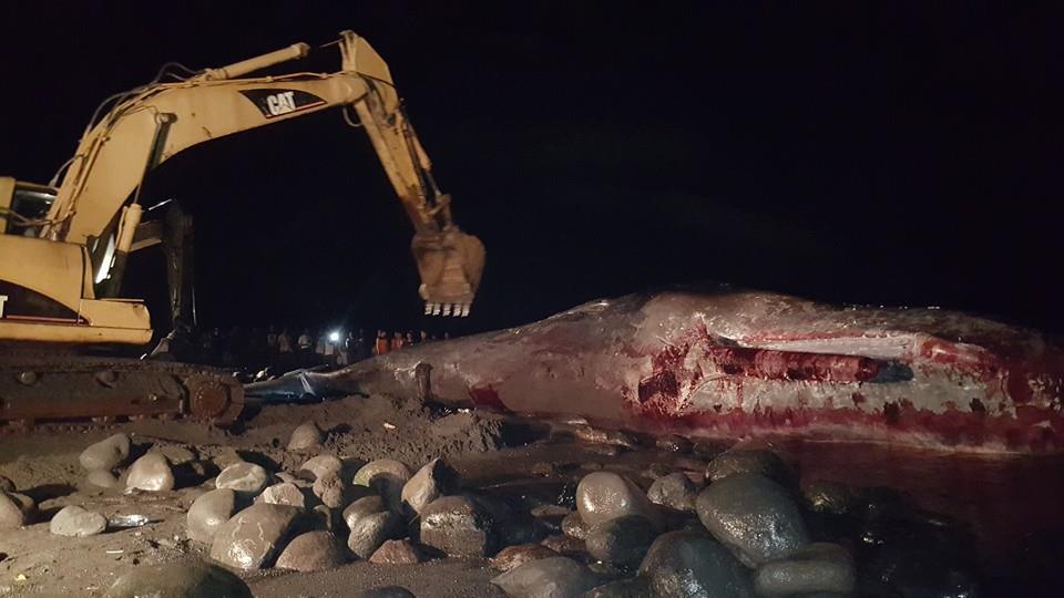 Proses penguburan seekor paus sperma jantan yang terdampar dan mati di perairan Klungkung, Bali pada 14 Maret dini hari. Foto : Bupati Nyoman Suwirta