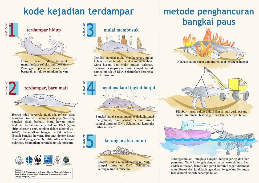 Infografis cara penanganan mamalia laut terdampar. Sumber : whales stranding