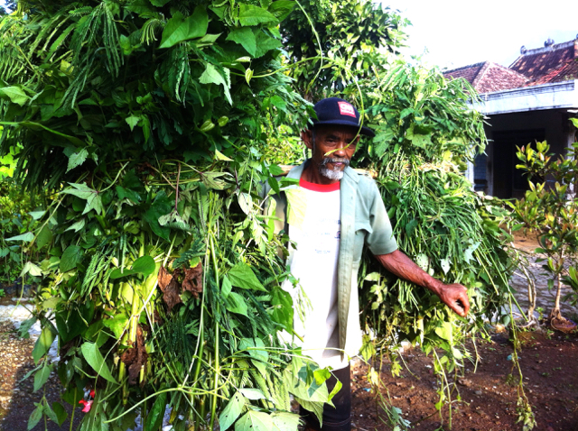 Meski lanjut usia, Sadiman masih kuat memikul dua tumpuk rumput dan dedaunan. Foto: Nuswantoro
