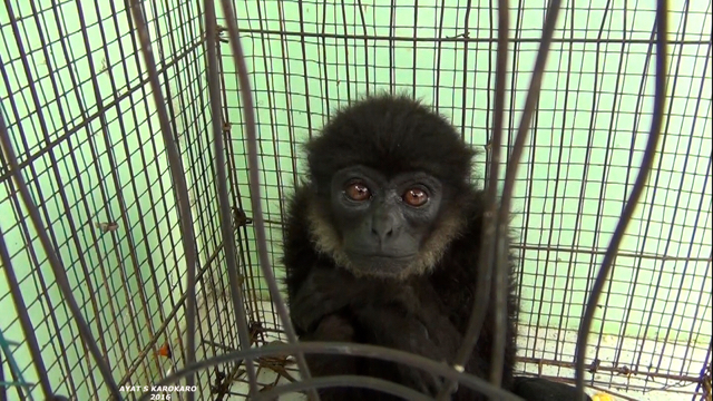 Siamang ini diperkirakan sudah setahun lebih dipelihara Kades Desa Naga Timbul, Kecamatan Tanjung Morawa, Kabupaten Deli Serdang. Foto: Ayat S Karokaro