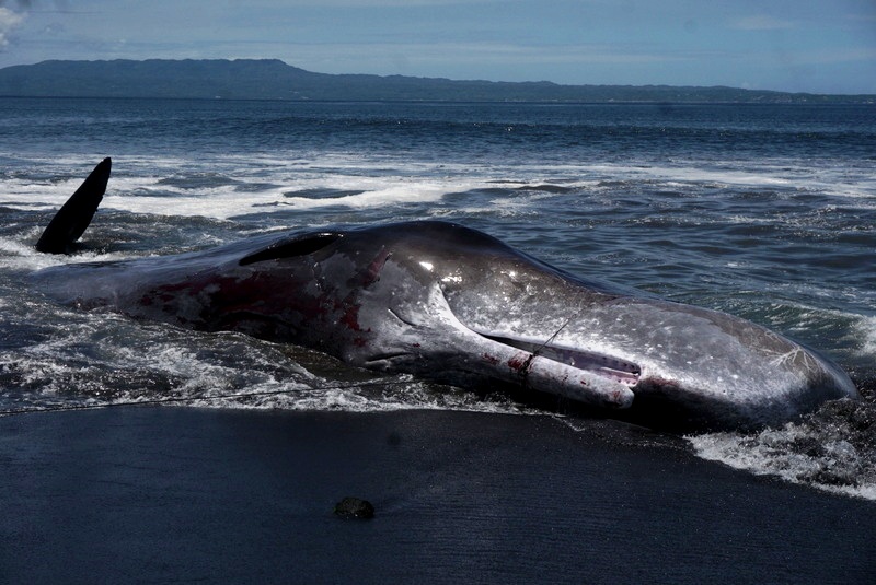 Seekor paus sperma jantan sepanjang lebih 16 meter yang terdampat dan mati di perairan Klungkung, Bali pada 14 Maret dini hari. Foto : Luh De Suriyani