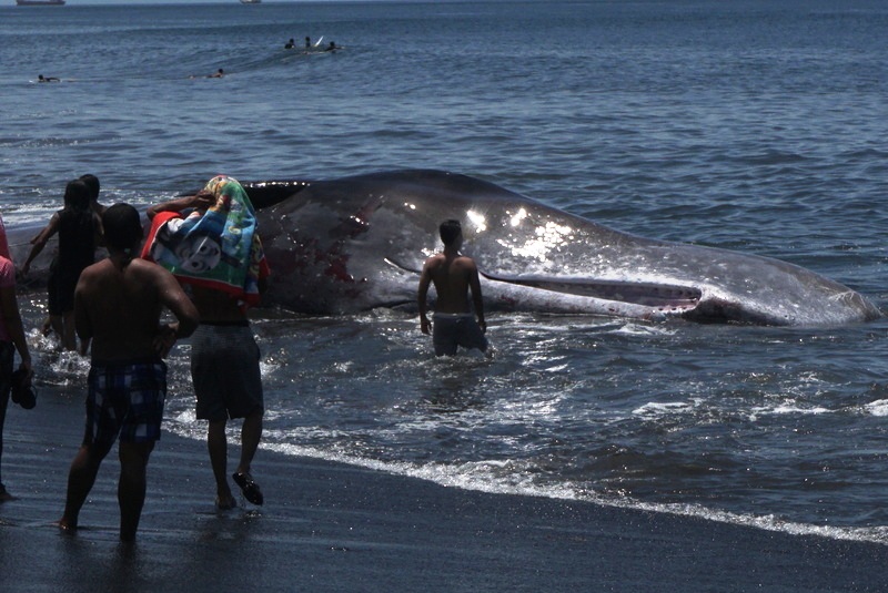 Seekor paus sperma jantan sepanjang lebih 16 meter yang terdampat dan mati di perairan Klungkung, Bali pada 14 Maret dini hari. Paus ini dievakuasi kemudian dikubur di pantai tersebut. Foto : Luh De Suriyani