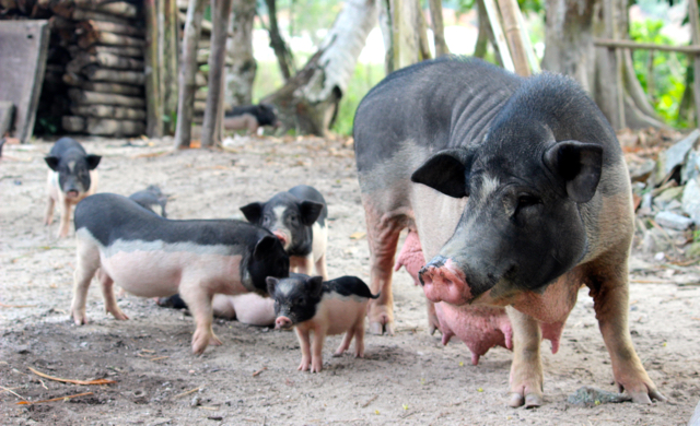 Babi ternak warga di Bangka, dilepas bebas dan masuk kandang sendiri. Foto: Sapariah Saturi