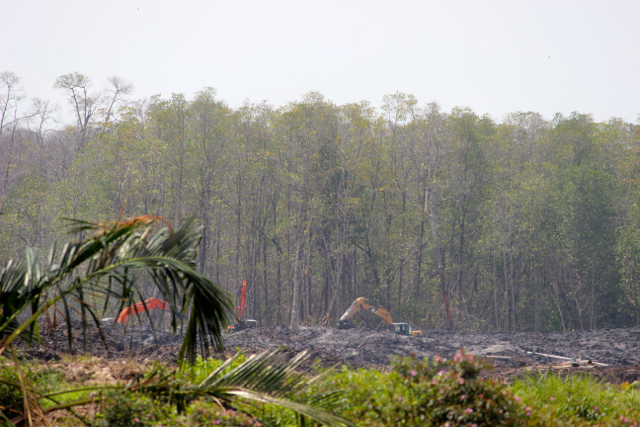 Hutan gambut di Muntok, Bangka, yang mulai dibabat buat tambang timah. Foto: Sapariah Saturi