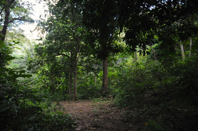 Tanah landai yang diperkirakan sebagai pondok Wallace, sesuai penuturan La Saing. Foto: Eko Rusdianto