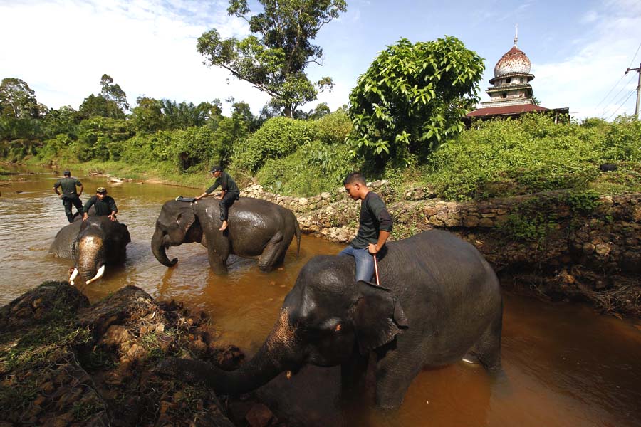 10. Mahot di CRU Trumon memandikan gajah sumatera jinak (3)