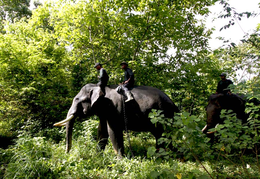 11. Mahot berpatroli dengan gajah sumatera di Taman Nasional Gunung Leuser (3)