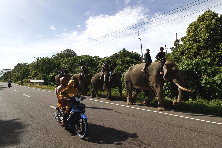 Gajah sumatera yang sedang berpatroli di wilayah Trumon, Kabupaten Aceh Selatan. Foto atas dan bawah: Junadi Hanafiah
