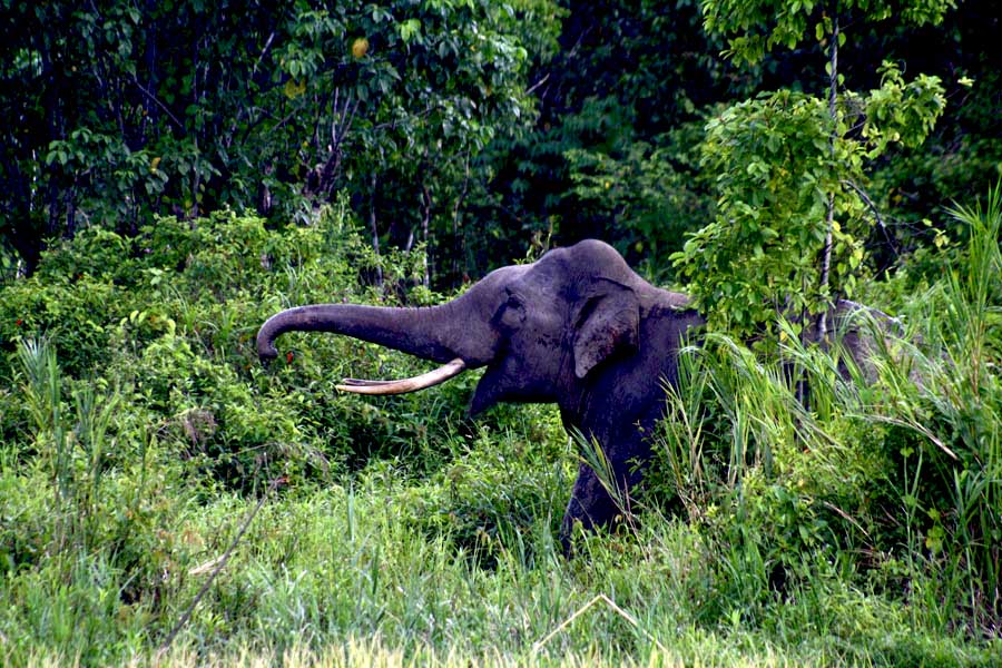 Gajah sumatera liar yang masih ada di Kawasan Ekosistem Leuser. Foto: Junaidi Hanafiah