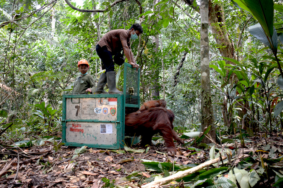 Terhitung 2012 hingga sekarang, BOSF telah melepasliarkan 167 individu orangutan di Hutan Lindung Bukit Batikap