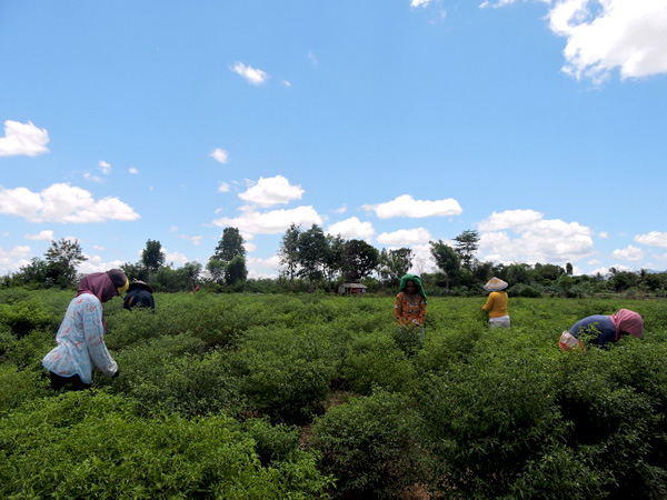 Warga yang sedang memetik rica. Kebun sebelumnya adalah Danau Limboto, kemudian mengering dan menjadi lahan warga untuk berkebun. Foto: Christopel Paino