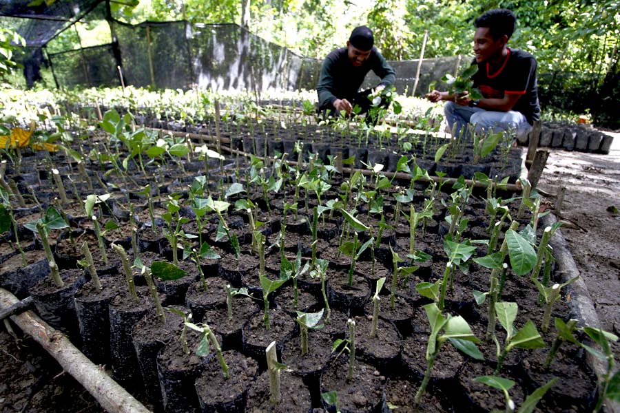 Tim CRU Trumon menyemai bibit lemon untuk memberikan contoh kepada masyarakat tentang tanaman yang tidak disukai gajah. Foto: Junaidi Hanafiah