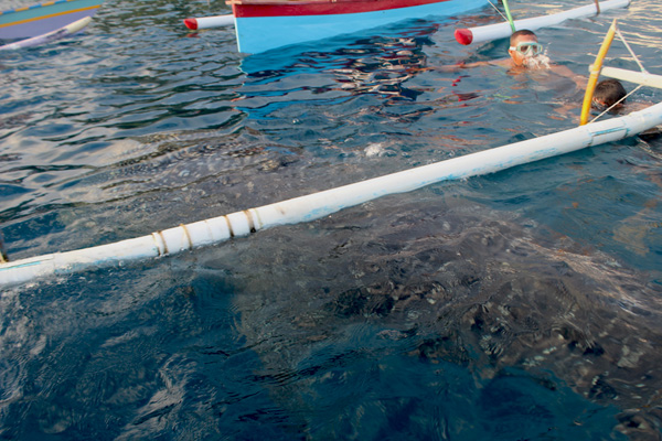 Bayang tubuh hiu paus yang terlihat. Foto: Christopel Paino