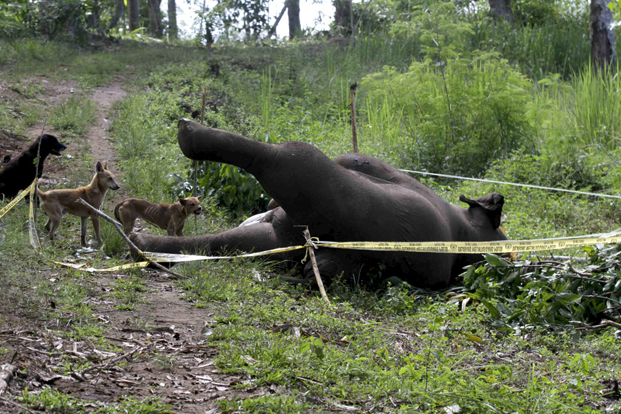 Di 2016 ini, sudah dua individu gajah sumatera yang mati di Aceh Timur. Foto: Junaidi Hanafiah