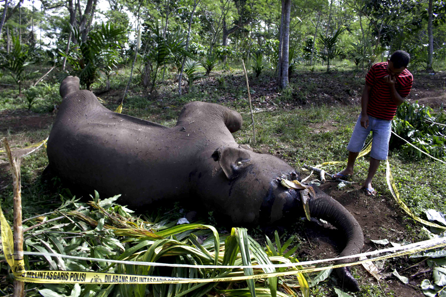 Gajah sumatera yang mati keracunan di kebun masyarakat di Desa Karang Ampar, Kecamatan Ketol, Kabupaten Aceh Tengah, Aceh, pertengahan Februari. Sepanjang 2016, sudah tiga individu gajah yang mati karena racun di Aceh. Foto: Junaidi Hanafiah