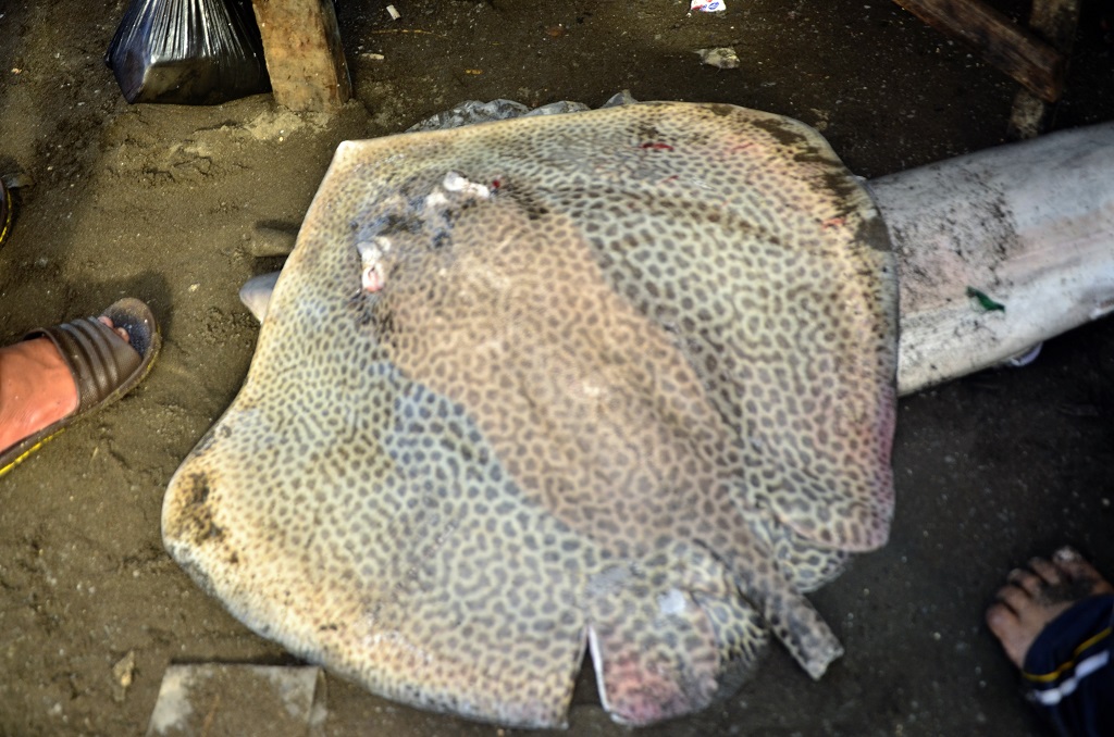 Ikan pari pun banyak diperjualbelikan di TPI Beba, Desa Tamasayu, Galesong Utara, Takalar, Sulsel. Pari dengan ukuran sedang dihargai Rp40 ribu – Rp50 ribu per ekor. Foto: Wahyu Chandra
