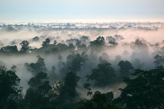 Hutan Harapan, hutan dataran rendah yang mesti dijaga bersama. Foto: Burung Indonesia 