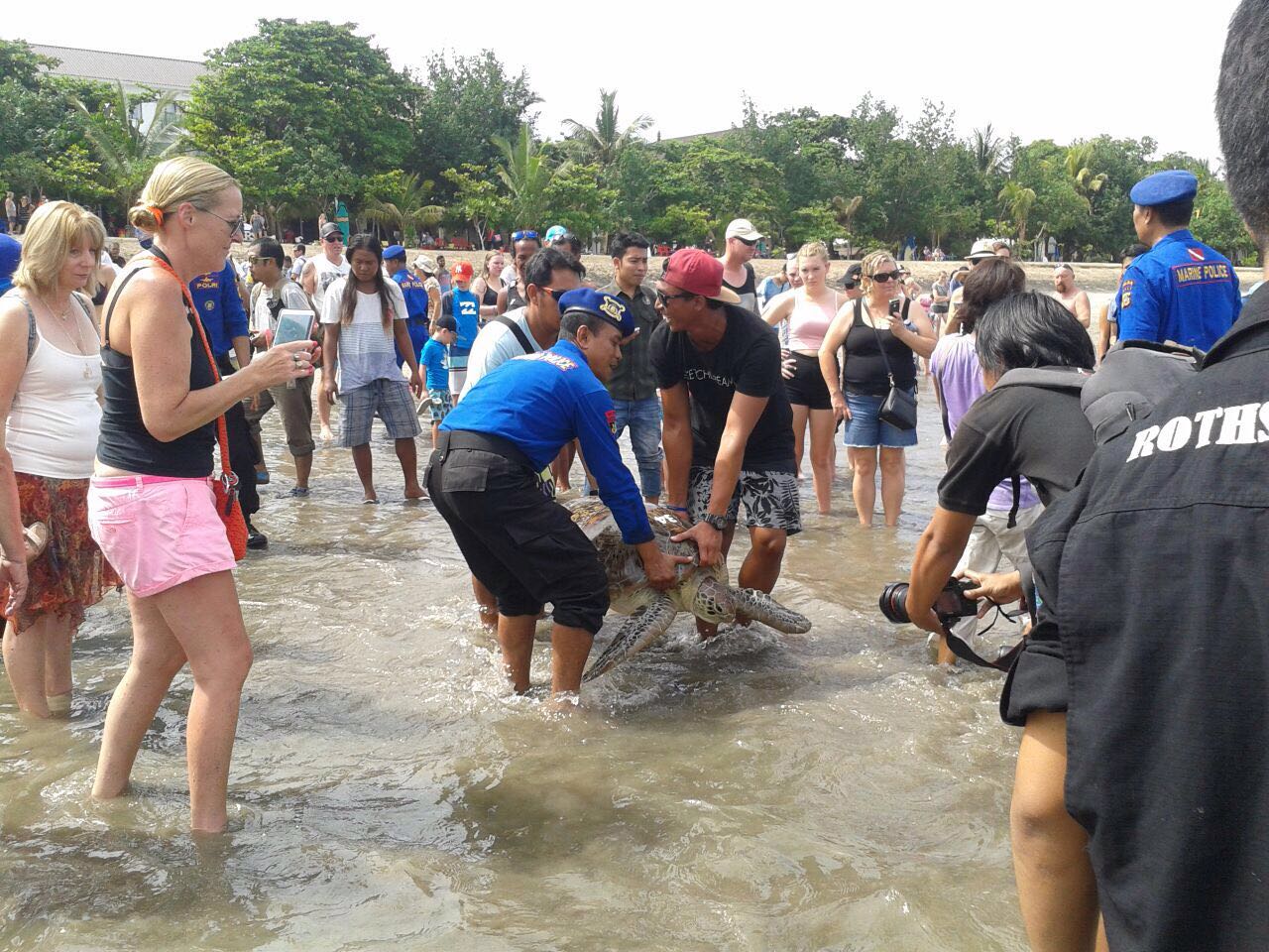 Petugas TCEC Serang, dibantu Polisi dan relawan melepasliarkan 31 ekor penyu hijau hasil penangkapan penyelundupan di Pantai Kuta Bali, pada Kamis (14/04/2015). Sejumlah turis terlihat turut serta dan memotret kegiatan itu. Foto : TCEC Serang