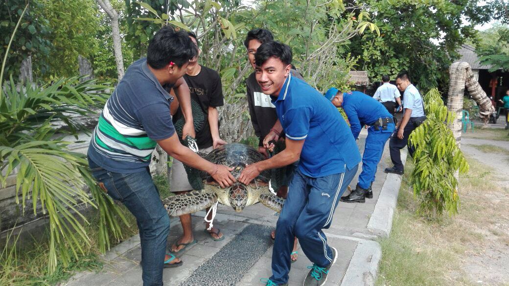 Petugas TCEC Serang, dibantu Polisi dan relawan menggotong 31 ekor penyu hijau hasil penangkapan penyelundupan untuk dilepasliarkan di Pantai Kuta Bali, pada Kamis (14/04/2015). Foto : TCEC Serang