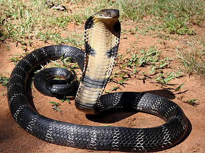 Ular king cobra. Sumber: dwarffortresswiki.org 