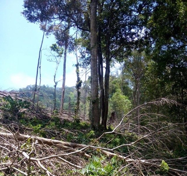 Hutan di hulu Sungai Batang Aie Dingin, Kecamatan Koto Tangah Padang, ditebang. Kayu bertumbangan. Ini jadi salah satu pemicu banjir dan longsor. Foto: Dipernakbunhut Padang
