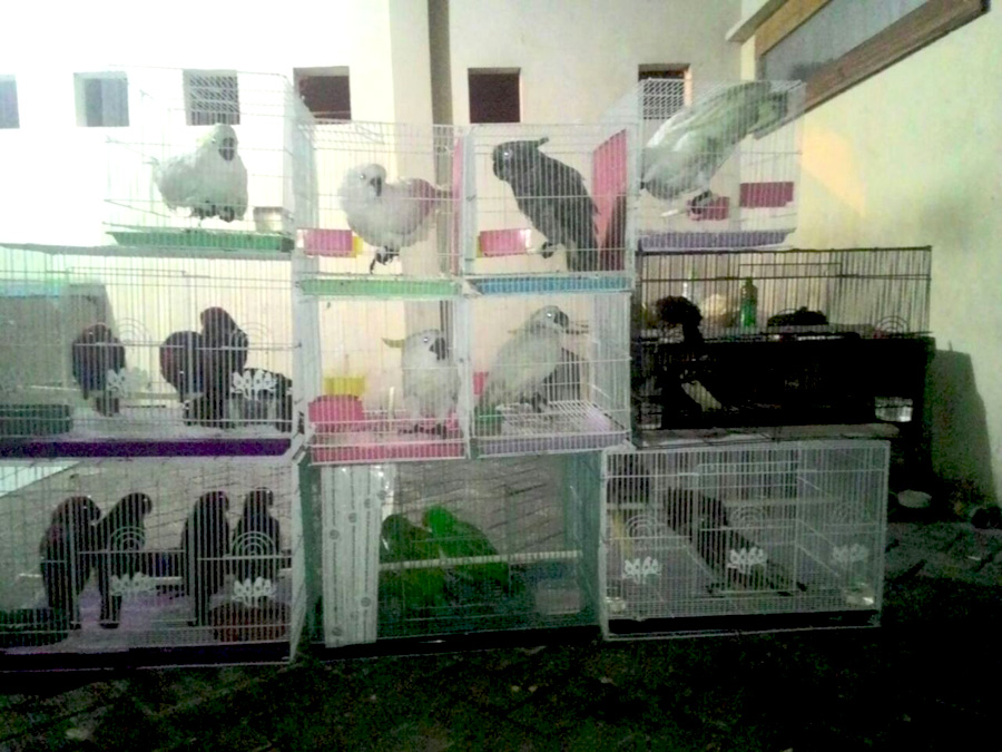 Berbagai jenis burung yang diselamatkan dari penyelundupan. Foto: BB Karantina Pertanian Surabaya