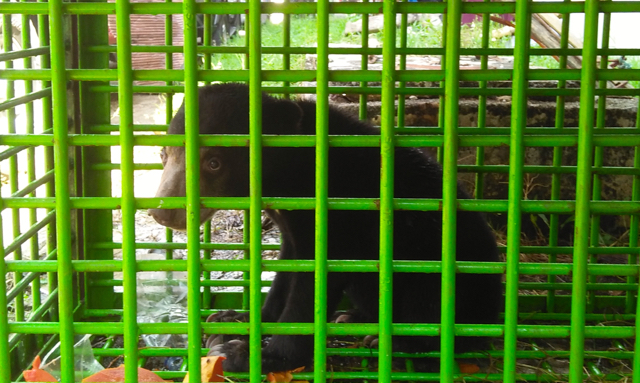 Warga menangkap anak beruang madu berumur sekitar setahun di areal perkebunan setelah memasuki perkampungan. Foto: Vinolia