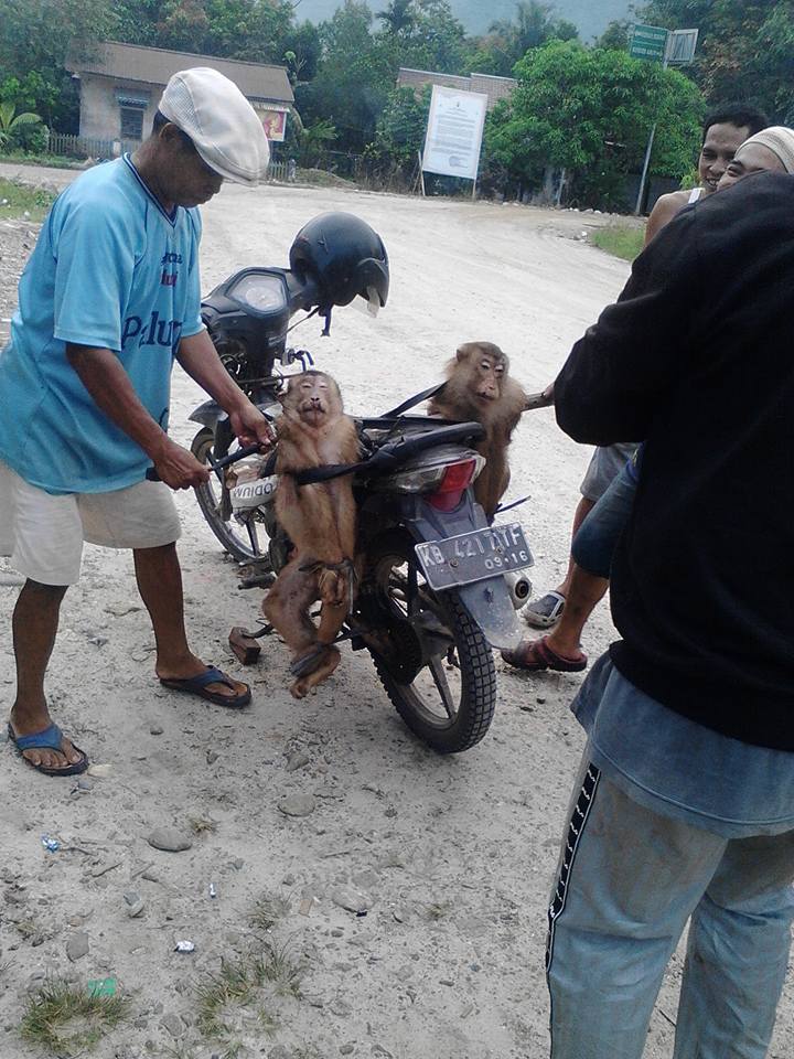 Kekejaman pada satwa sering terjadi. Pada dasarnya undang-undang mewajibkan kita melindungi satwa meski bukan satwa dilindungi. Sumber foto: akun Facebook Rama Dhan