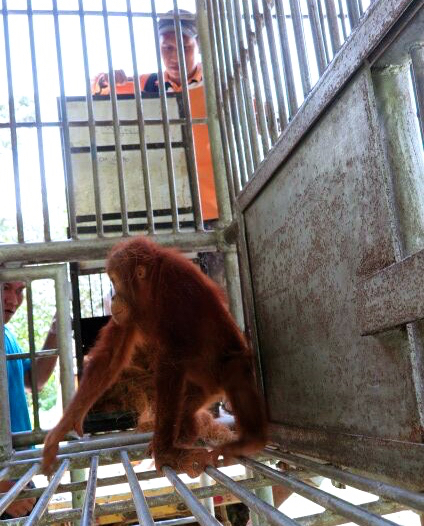 Satu dari lima orangutan Sumatera, yang berada di Karantina Batu Mbeli Sibolangit yang bersiap untuk dilepasliarkan ke Jantho, Aceh. Foto: Ayat S Karokaro