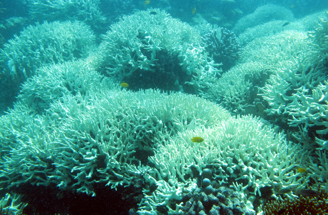 Kondisi terumbu karang yang telah memutih di perairan Pulau Merak pada (24/416). Foto: Club Diving Universitas Bung Hatta Padang, Indrawadi Mantari