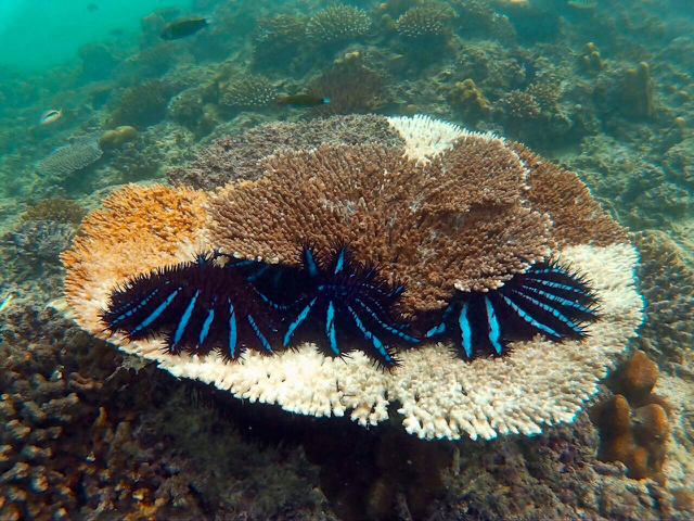 Terumbu karang mulai mengalami pemutihan di Perairan Sumbar. Foto: Indrawadi Mantari
