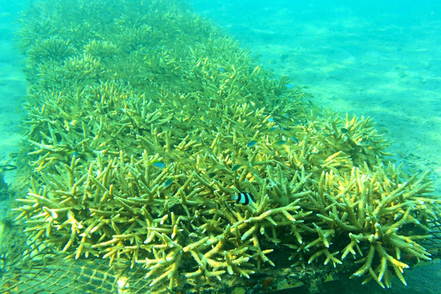 Pemutihan terumbu karang di perairan Sumbar. Foto: Indrawadi Mantari
