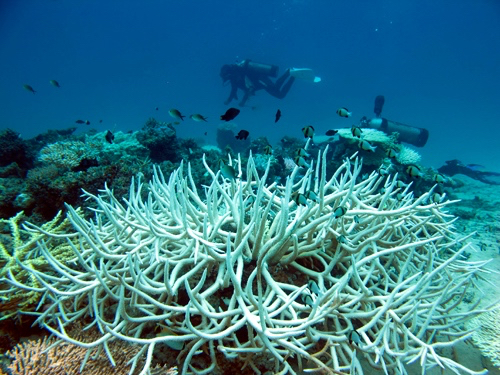 Penyelam dari Club Diving Universitas Bung Hatta Padang memantau terumbu karang di kawasan Pulau Merak, Pesisir Selatan (24/4/16). Tampak sebagian besar terumbu karang di kawasan perairan ini sudah memutih. Foto: Club Diving Universitas Bung Hatta Padang, Indrawadi Mantari 