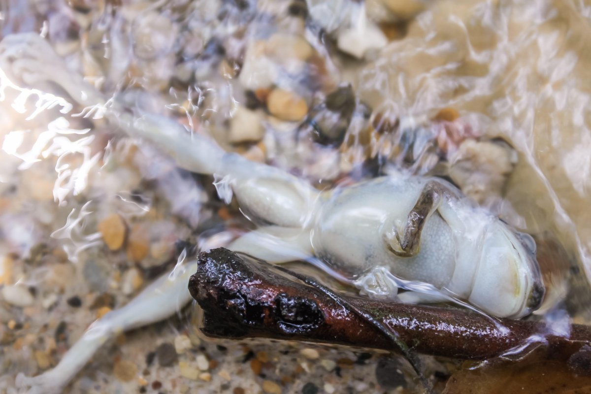Air sungai yang mendidih membuat makhluk yang ada di dalamnya mati sebagaimana katak ini. Foto: Adres Ruzo
