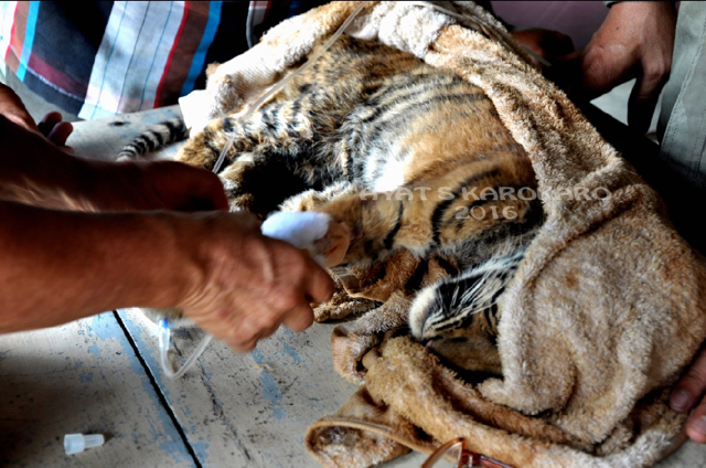 Anak harimau ini masih tertidur, pengaruh bius saat evakuasi. Foto: Ayat S Karokaro