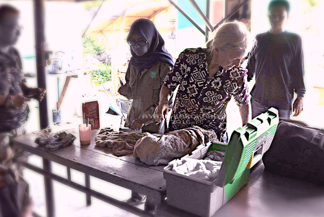 Dokter herwan SRI memantau kesehatan anak harimau. Foto: Ayat S Karokaro