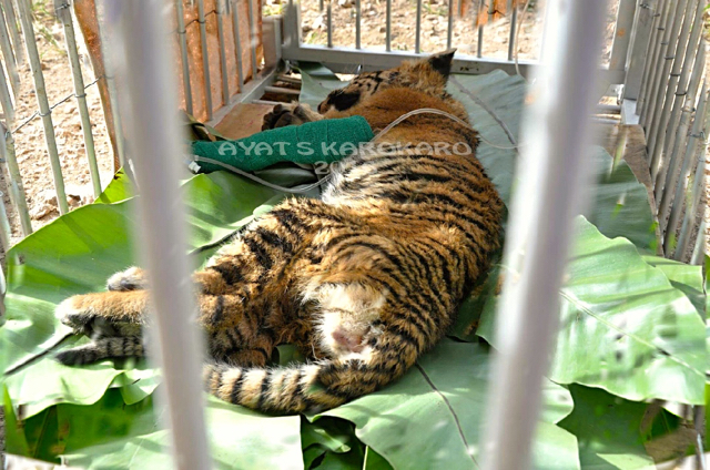 Saat ditemukan, anak harimau ini tampak dehidrasi dan kelaparan. Foto: Ayat S Karokaro
