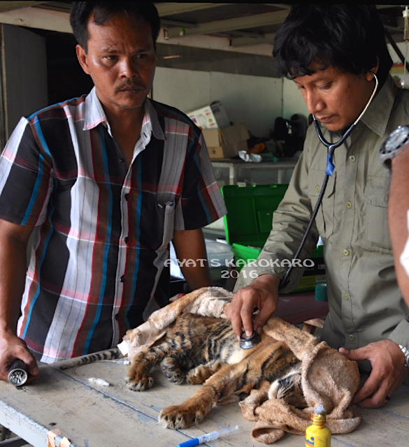 harimau jebak7-Tim medis dari Sumatra Reinforest Institute (SRI) memeriksa kesehatan anak harimau betina yang terjerat di Padang Lawas, Sumut (Ayat S Karokaro)