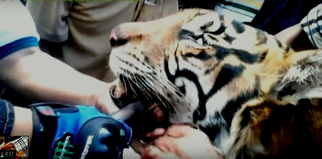 Sedihnya, melihat harimau mati ditembak, dengan mulut tertancam tombak besi...Pilu. Foto: dari screenshot video