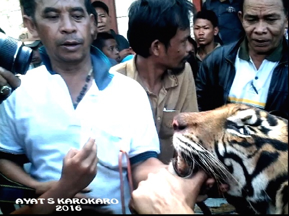 Setelah tewas ditembak polisi, harimau Sumatera ini jadi bahan mainan warga desa. Foto: Ayat S Karokaro
