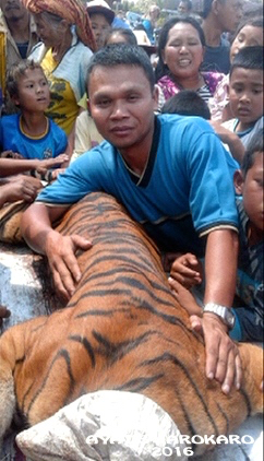 Pemuda ini seolah bangga bisa berfoto dengan harimau yang telah mati. Foto: Ayat S Karokaro