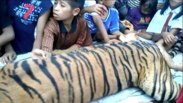Anak-anak tampak berkerumun mengelilingi harimau yang sudah mati ini...Foto: dari sreenshot video