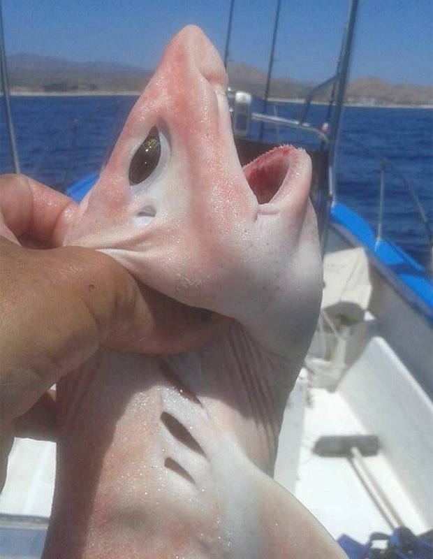 ikan aneh yang diduga swell shark atau hiu bengkak.  Foto : dailystars.co.uk
