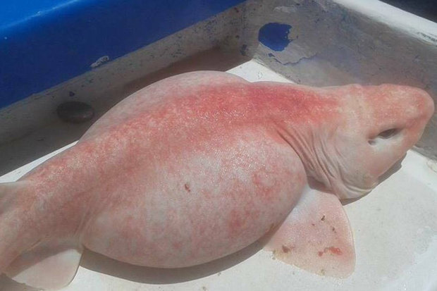 ikan aneh yang diduga swell shark atau hiu bengkak albino. Foto : dailystars.co.uk
