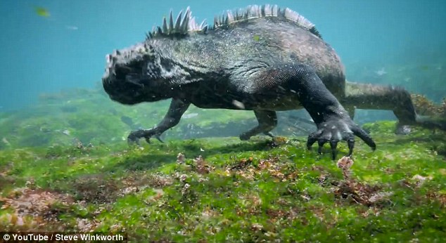 Iguana Laut (Amblyrhynchus cristatus) yang berhasil direkam oleh Steve Winkworth, seorang penyelam sekaligus videografer asal Inggris, di Cabo Marshall, Kepulauan Galapagos | Foto: Youtube/ Steve Winkworth