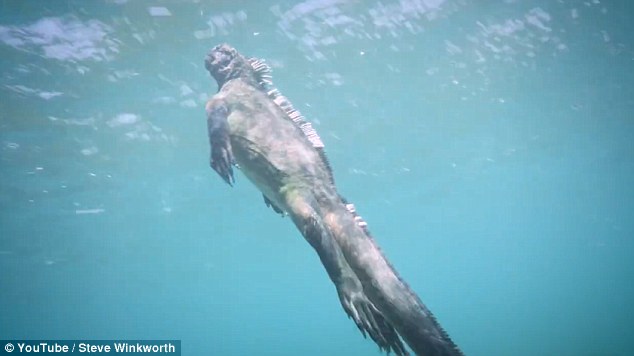 Iguana Laut (Amblyrhynchus cristatus) yang berhasil direkam oleh Steve Winkworth, seorang penyelam sekaligus videografer asal Inggris, di Cabo Marshall, Kepulauan Galapagos. Foto : Youtube / Steve Winkworth