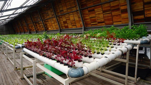 Berkebun di atap, sebagai salah satu solusi tetap hijau dengan minim lahan. Foto: Lusia Arumingtyas