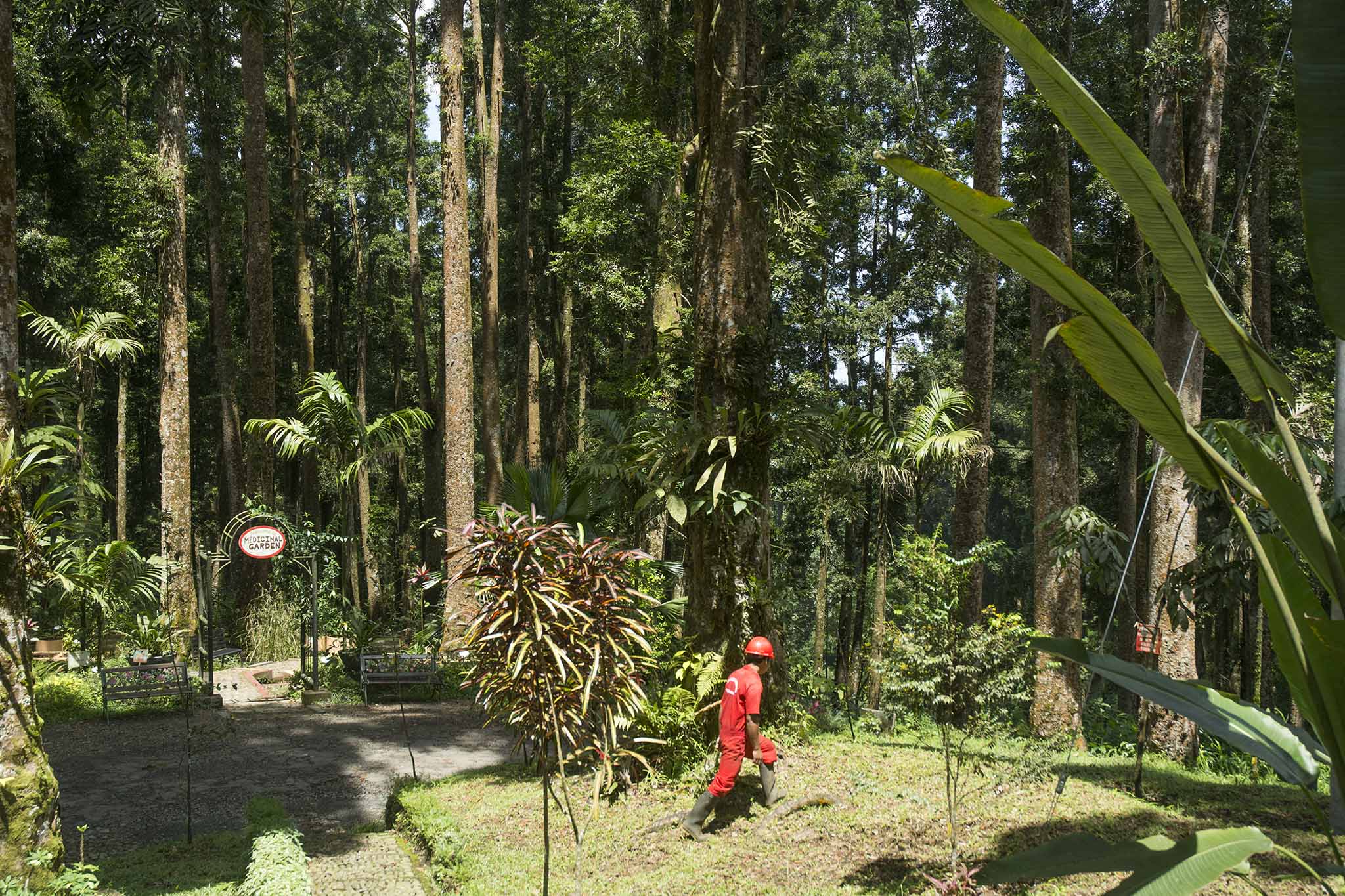 Kawasan hutan di kebun Raya Baturraden. Foto : L Darmawan